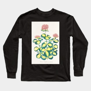 Variegated Sedum - Hylotelephium sieboldii variegata - botanical illustration Long Sleeve T-Shirt